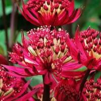 Астранция Большая Red joyce - Цветы многолетние