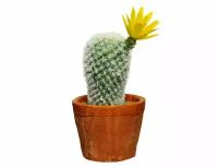 Искусственное растение в горшке "Кокетливый кактус" с жёлтым цветком, пластик, 18 см, Kaemingk