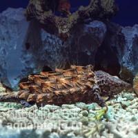 Черепаха грифовая (Macroclemys temmincki)