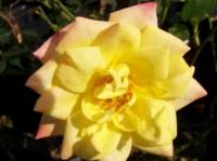 Роза миниатюрная Estrellita de Оrо