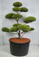 Бонсай Сосна - Bonsai Pinus mugo D91 H240
