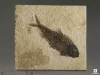 Рыба Knightia sp., 15х13,6х0,7 см