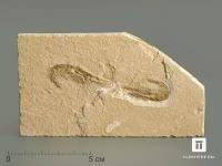 Креветка Carpopenaeus sp., 11,7х6,6х0,9 см