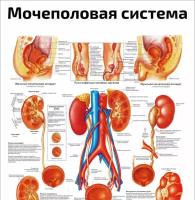 Мочеполовая система — медицинский плакат