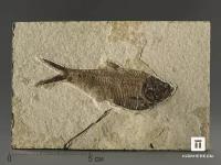 Рыба Diplomystus sp., 11,7х7,7х1,5 см
