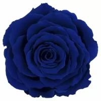 Роза RSK/2630, синий, 1 бутон