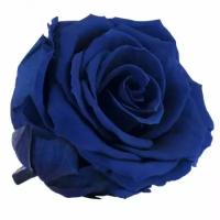 Роза RSX/2630, голубой, 6 бутонов