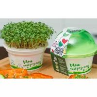 Набор для выращивания «Моя микрозелень», кресс-салат