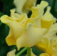 Тюльпан TR 'Yellow Crown' 5 штук