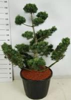Бонсай Сосна - Bonsai Pinus parv. 'negishi' D60 H170