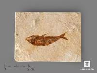 Рыба Armigatus sp., 5-11 см