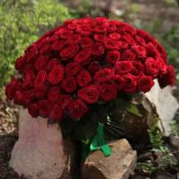101 красная роза Ред Наоми 40 см