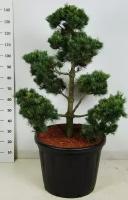 Бонсай Сосна - Bonsai Pinus parv. 'negishi' D60 H155