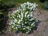 Чубушник (Жасмин садовый) гибридный Minnesota Snowflake, Саженцы, P9 (0,5 литра), ЗКС - Кустарники лиственные