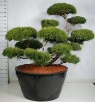 Бонсай Сосна - Bonsai Pinus mugo D110 H230