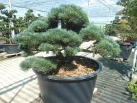 Бонсай Сосна - Bonsai Pinus mugo D90 H100