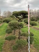 Сосна Норвежская (ниваки) | Pinus sylvestris Norske Typ Bonsai - 125-150 (см), NR.6991