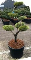 Бонсай Сосна - Bonsai Pinus contorta D65 H180
