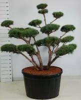 Бонсай Сосна - Bonsai Pinus sylvestris 'Watereri' D91 H220