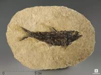 Рыба Knightia sp., 14,4х10,4х0,5 см