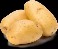 Картофель белый мытый вес до 500 г