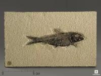 Рыба Knightia sp., 15,1х9,1х0,7 см