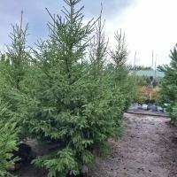 Ель обыкновенная | Picea abies - Копанный - 900-10000 (см) - mDb