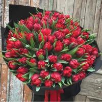 101 Красный Пионовидный Тюльпан