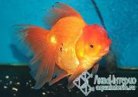 Золотая рыбка Оранда красная (Carassius auratus auratus) XXL