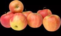 Яблоки Дискавери Молдавия вес до 500 г