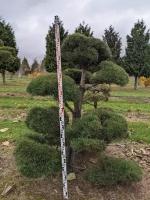 Сосна обыкновенная (ниваки) | Pinus Sylvestris Bonsai - Копанный - №5 175-200 (см) - WRB