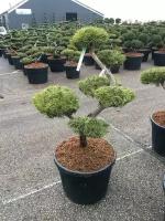 Бонсай Сосна - Bonsai Pinus contorta D65 H160