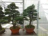 Бонсай Сосна - Bonsai Pinus mugo D34 H110