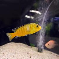 Лабидохромис церулиус - желтый SLabidochromis caeruleus var. "Yellow"