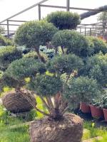 Сосна обыкновенная Ватерери | Pinus sylvestris Watereri - 200-1000 (см)