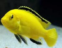 Лабидохромис церулиус желтый (Labidochromis caeruleus)