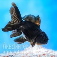 Золотая рыбка Оранда черная (Carassius auratus auratus) L (7-8,5 см)