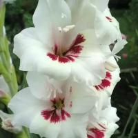 Луковица Гладиолус крупноцветковый Фьёрентина