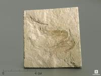 Креветка Carpopenaeus sp., 7,5х7,1х1,3 см