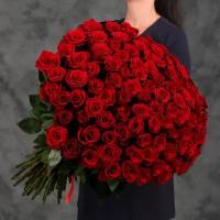 101 красная Эквадорская роза 70см