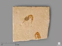 Креветка Carpopenaeus sp., 8,4х8х1 см