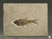 Рыба Diplomystus sp., 13,7х10,1х1,1 см