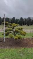 Сосна горная (ниваки) | Pinus mugo Bonsai - №1 125-150x150-200 (см)