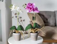 Edelman, Искусственная орхидея фаленопсис в горшке, фиолетовая, 48 см 949831
