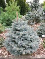 Ель колючая Глаука | Picea pungens Glauca - Копанный - 500-600 (см)