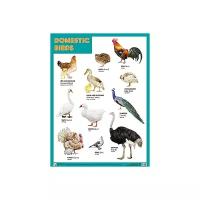 Плакат Мозаика-Синтез DOMESTIC BIRDS (Домашние птицы)