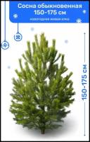 Сосна Обыкновенная, новогодняя живая елка, 150-175 см