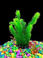 Растения, для аквариумов и террариумов 25 см