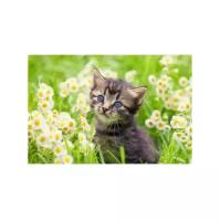 Рыжий кот Картина по номерам "Котенок в ромашках" (Х-3658)50x40см