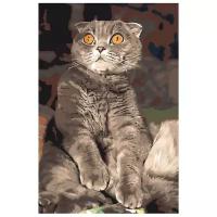 Удивленный кот Раскраска картина по номерам на холсте Z5700 40х60